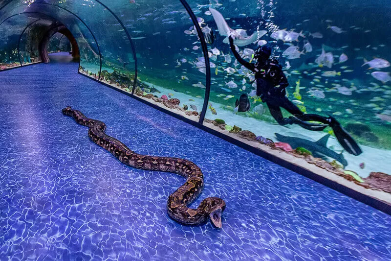 Snake-in-tunnel-copy