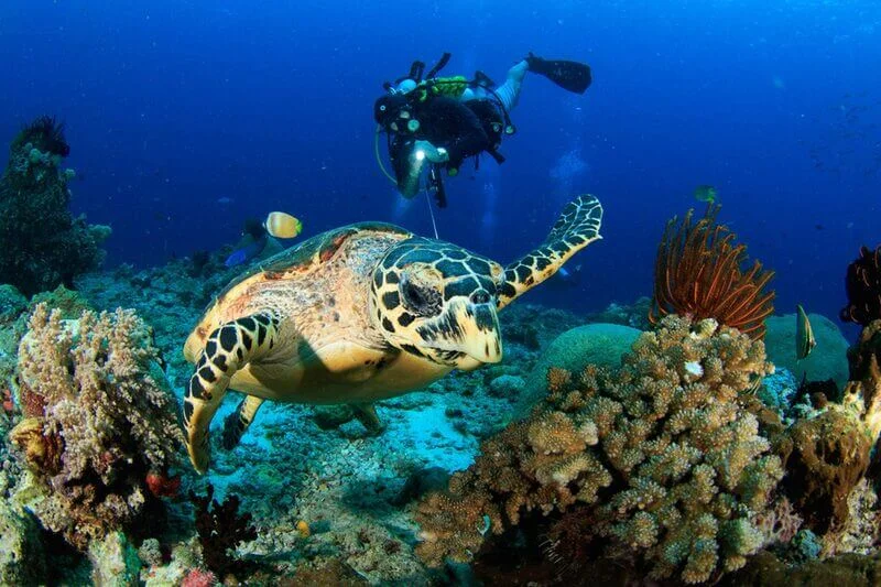 V9bn8tOK-Why-you-need-to-go-scuba-diving-in-Fujairah